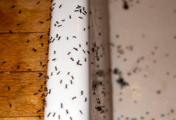 Best Exterminator Services  in Havana, IL