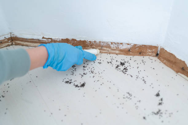 Best Flea Control Services  in Havana, IL